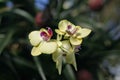 Kew GardensÃ¢â¬â¢ celebration of the orchid Royalty Free Stock Photo